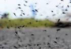 MOSQUITOS, EN HUIDOBRO NO SE IMPLEMENTARAN FUMIGACIONES