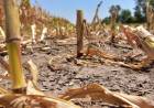 LA FALTA DE LLUVIAS AFECTA A TODO EL SUR PROVINCIAL