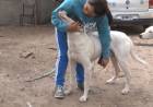 LAS AUTORIDADES RESTITUYERON A SU DUEÑA EL PERRO QUE HABÍA ATACADO A UNA VECINA