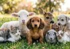 DIA DEL ANIMAL: CUIDADOS, SANIDAD, ADOPCIONES Y RECREACIÓN JUNTO A NUESTROS MEJORES AMIGOS