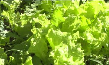 VISITAMOS LA HUERTA DEL VASCO