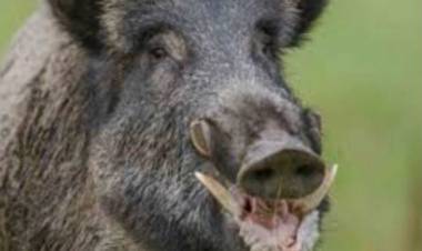 JABALÍES UNA PROBLEMÁTICA EN CRECIMIENTO