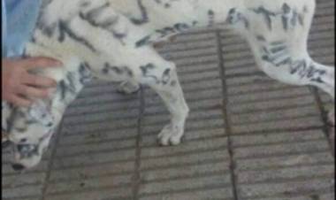 MALESTAR E INDIGNACIÓN POR UN CASO DE ABUSO ANIMAL