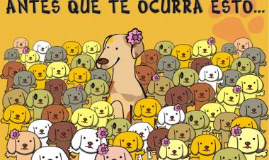 MARCHAN A BUEN RITMO LAS CASTRACIONES DE PERROS