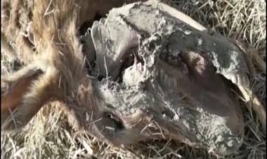 ZONA RURAL: EXTRAÑO HECHO DE MUTILACIÓN DE UN ANIMAL