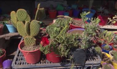 CACTUS Y SUCULENTAS: TENENCIA Y CUIDADOS