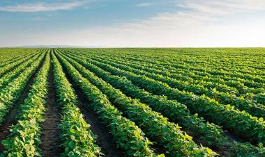 LAS LLUVIAS TRAJERON ALIVIO AL SECTOR AGROPECUARIO