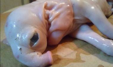 DEL CAMPILLO: EXTRAÑO NACIMIENTO DE UN LECHÓN QUE PARECE UN ELEFANTE