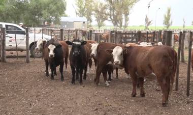 NUEVO REMATE PRESENCIAL DE FERIAS MONDINO