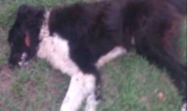 ABERRANTE HECHO DE VIOLENCIA ANIMAL