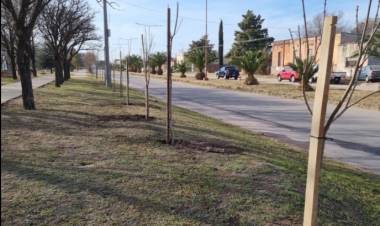 AVANZA A BUEN RITMO EL PROGRAMA DE REFORESTACIÓN URBANA