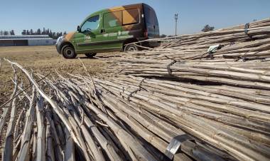 ENTREGA DE VARAS PARA ESTACAS DESDE EL MINISTERIO DE AGRICULTURA