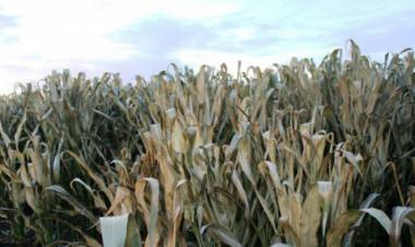 LAS HELADAS CAUSARON IMPORTANTES DAÑOS EN LOS CULTIVOS DE MAÍZ