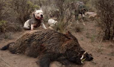 HABILITAN LA CAZA DEL JABALÍ EN LA PROVINCIA DE SAN LUIS