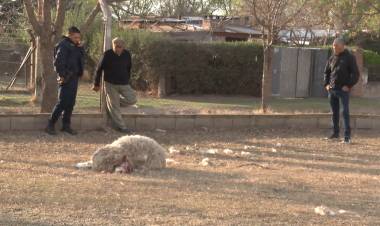 PERROS MATARON CINCO OVEJAS EN EL PREDIO DE SANTA RITA