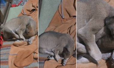 "ES EVIDENTE QUE TIRAN PERROS DE OTRAS LOCALIDADES EN HUIDOBRO"