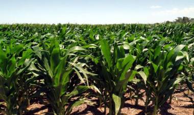 CON LAS LLUVIAS MEJORA EL PANORAMA AGRÍCOLA DE LA ZONA