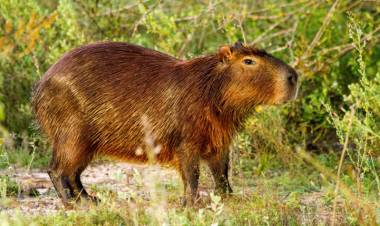 ENCONTRARON UN CARPINCHO Y LO BALEARON CON UN RIFLE