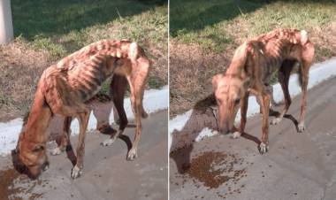 DOS NUEVOS CASOS DE MALTRATO ANIMAL