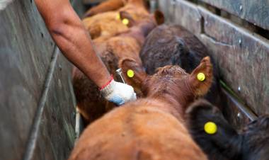FINALIZÓ LA CAMPAÑA DE VACUNACIÓN ANTIAFTOSA CON UN MARCADO DESCENSO DE CABEZAS EN LA ZONA