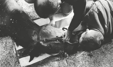 VETERINARIO DE NUESTRA LOCALIDAD ATIENDE CABALLOS DE CARRERA EN QATAR