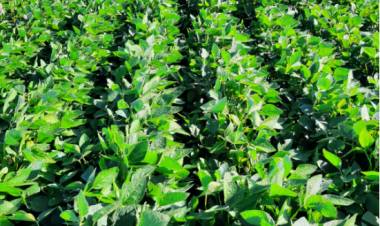 LOS CULTIVOS DE SOJA Y MAÍZ MARCHAN MUY BIEN