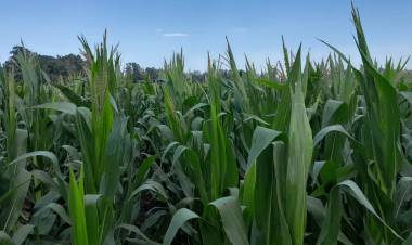 YA NO SERÁ LA COSECHA QUE SE ESPERABA