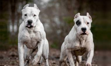 UNA MUJER FUE ATACADA POR PERROS DOGOS EN EL INGRESO AL PUEBLO