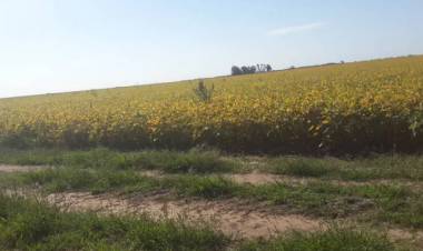 LA FALTA DE LLUVIAS COMPLICA AL AGRO REGIONAL