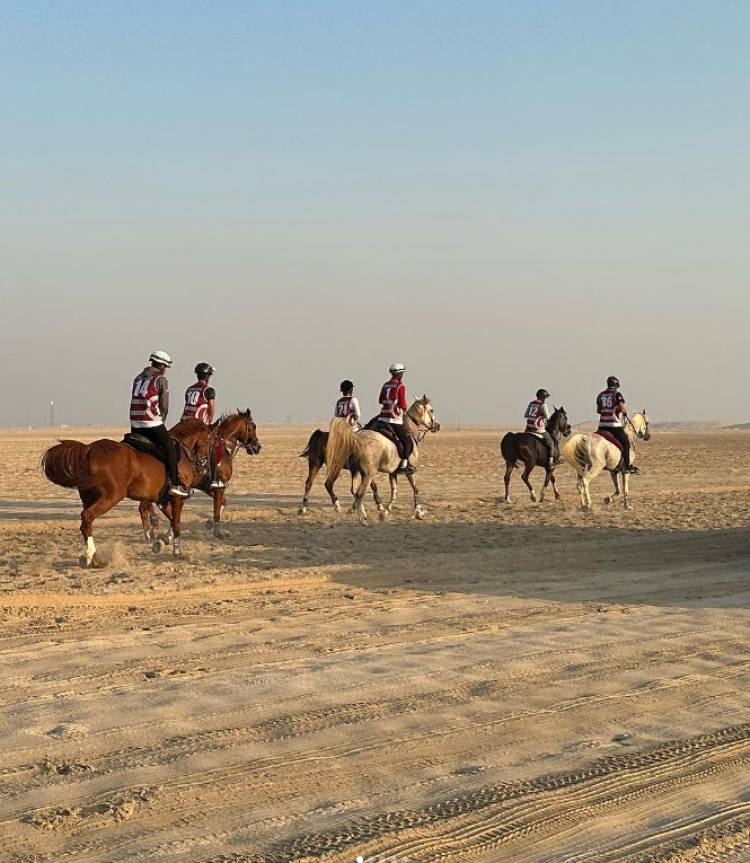 VETERINARIO LOCAL QUE TRABAJA CON CABALLOS EN QATAR