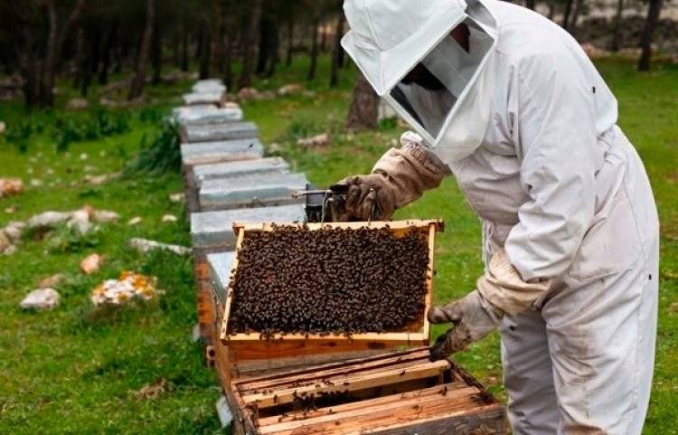 LA APICULTURA EN SU PEOR MOMENTO