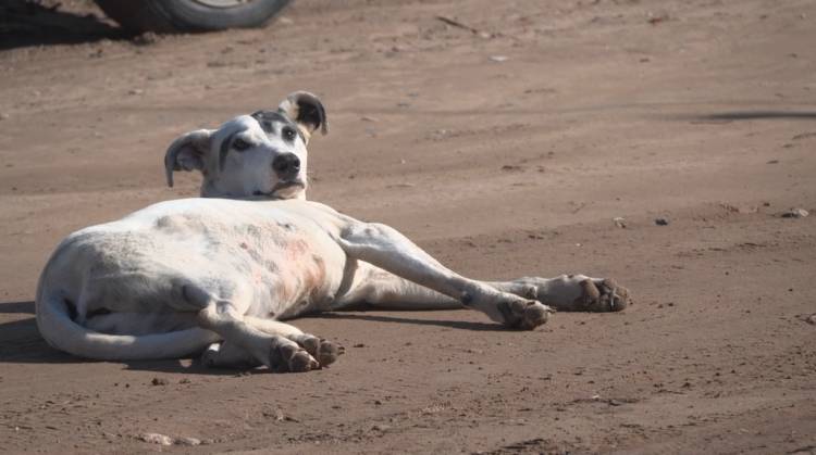 TODO PERRO QUE SE ENCUENTRE EN LA VÍA PÚBLICA SERÁ LLEVADO A CASTRACIÓN