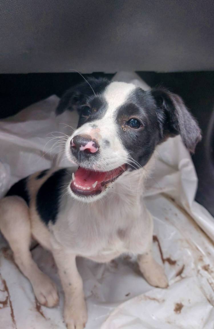 MALTRATO ANIMAL: PERRA CON SUS CACHORROS ABANDONADA EN EL INGRESO A LA LOCALIDAD